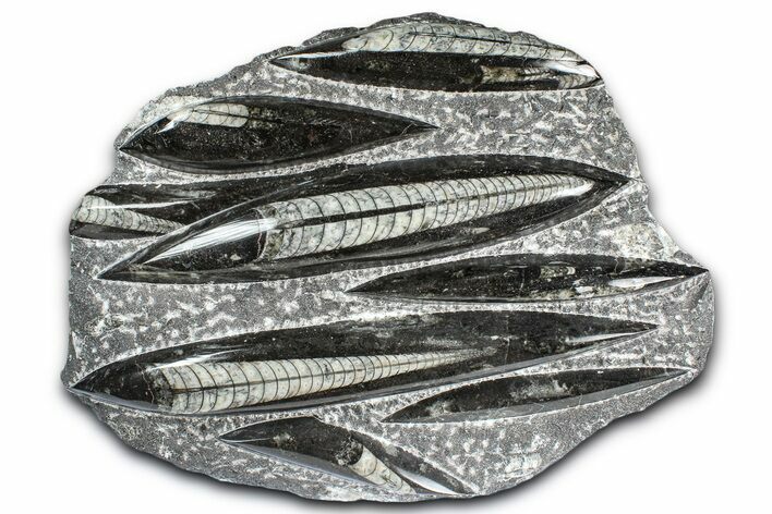 Polished Fossil Orthoceras (Cephalopod) Plate - Morocco #359670